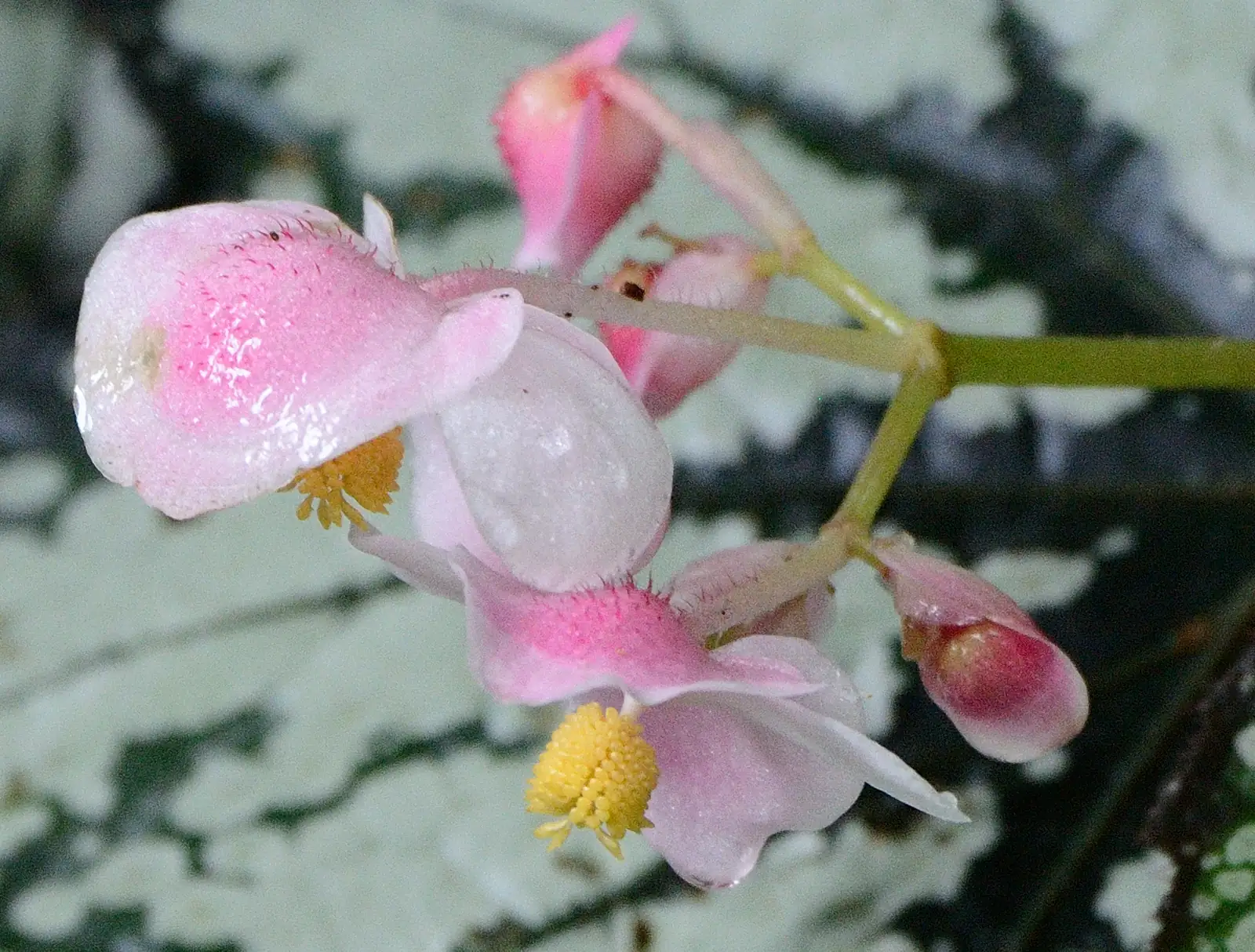 螺叶秋海棠 (Begonia rex-cultorum Group (spiral-leaved cultivars)) — 环境展示