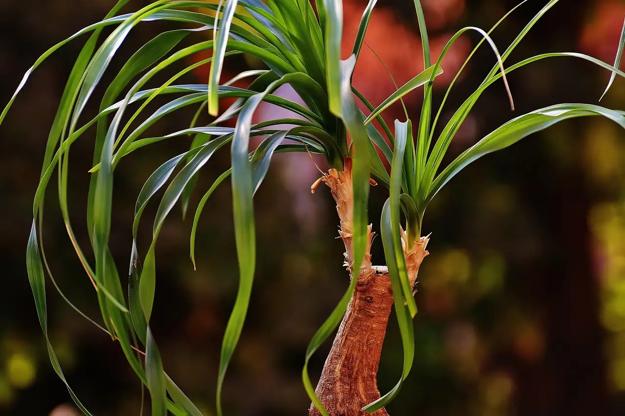 酒瓶兰 (Beaucarnea recurvata) — 特写