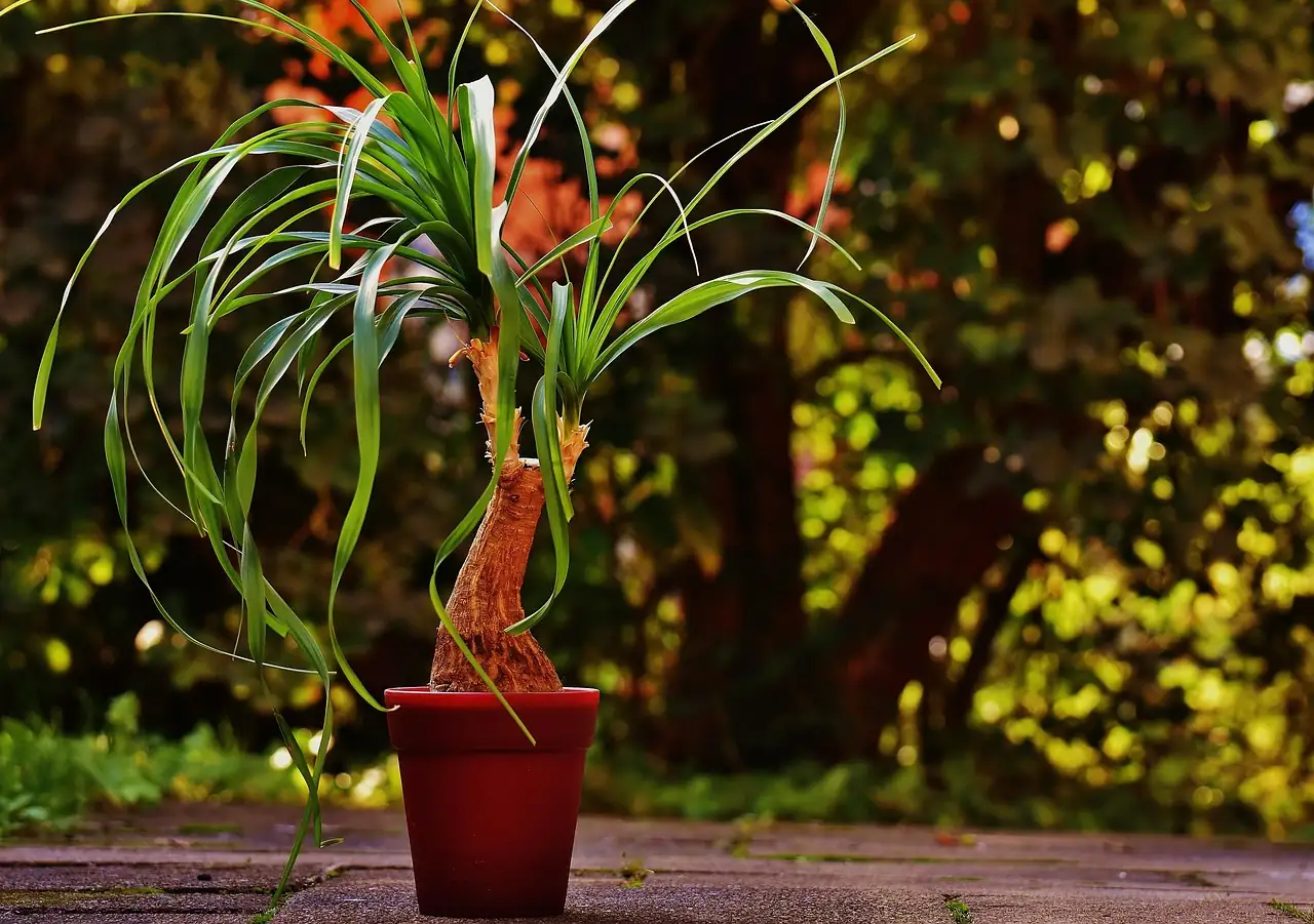 酒瓶兰 (Beaucarnea recurvata) — 环境展示