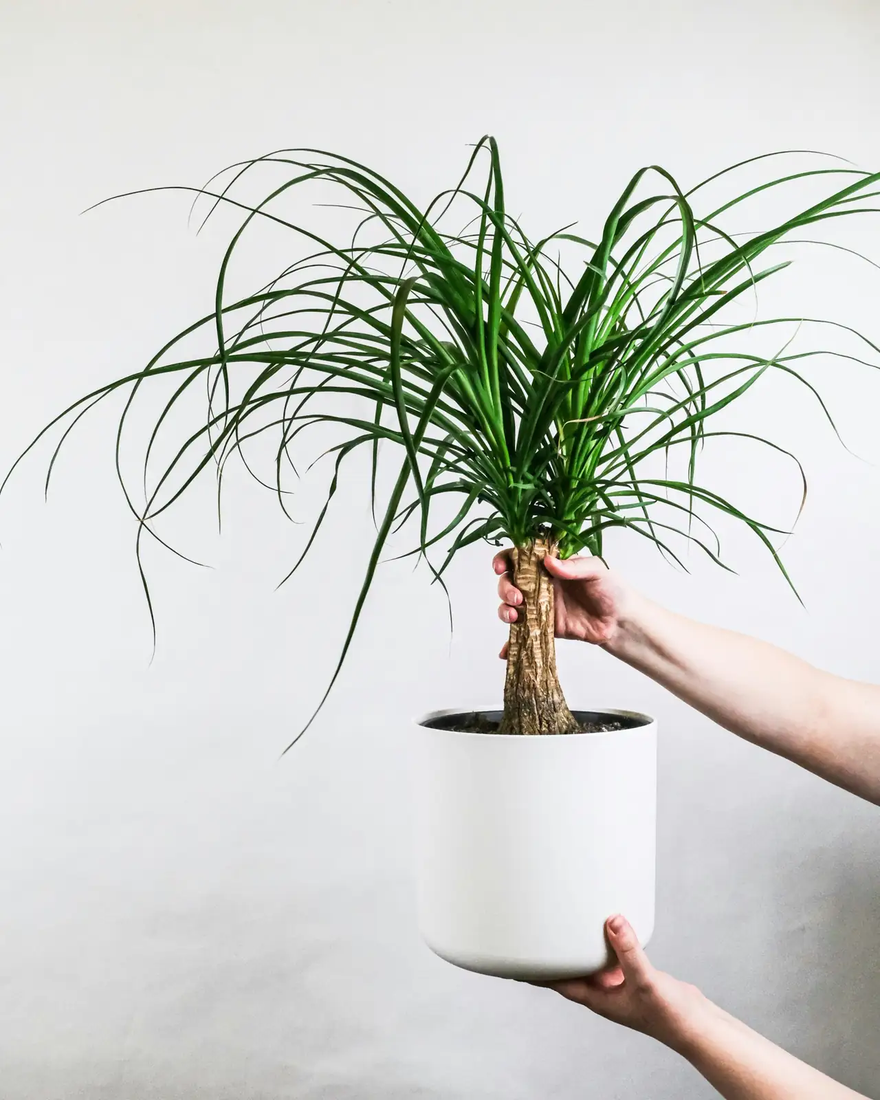 酒瓶兰 (Beaucarnea recurvata) — 细节