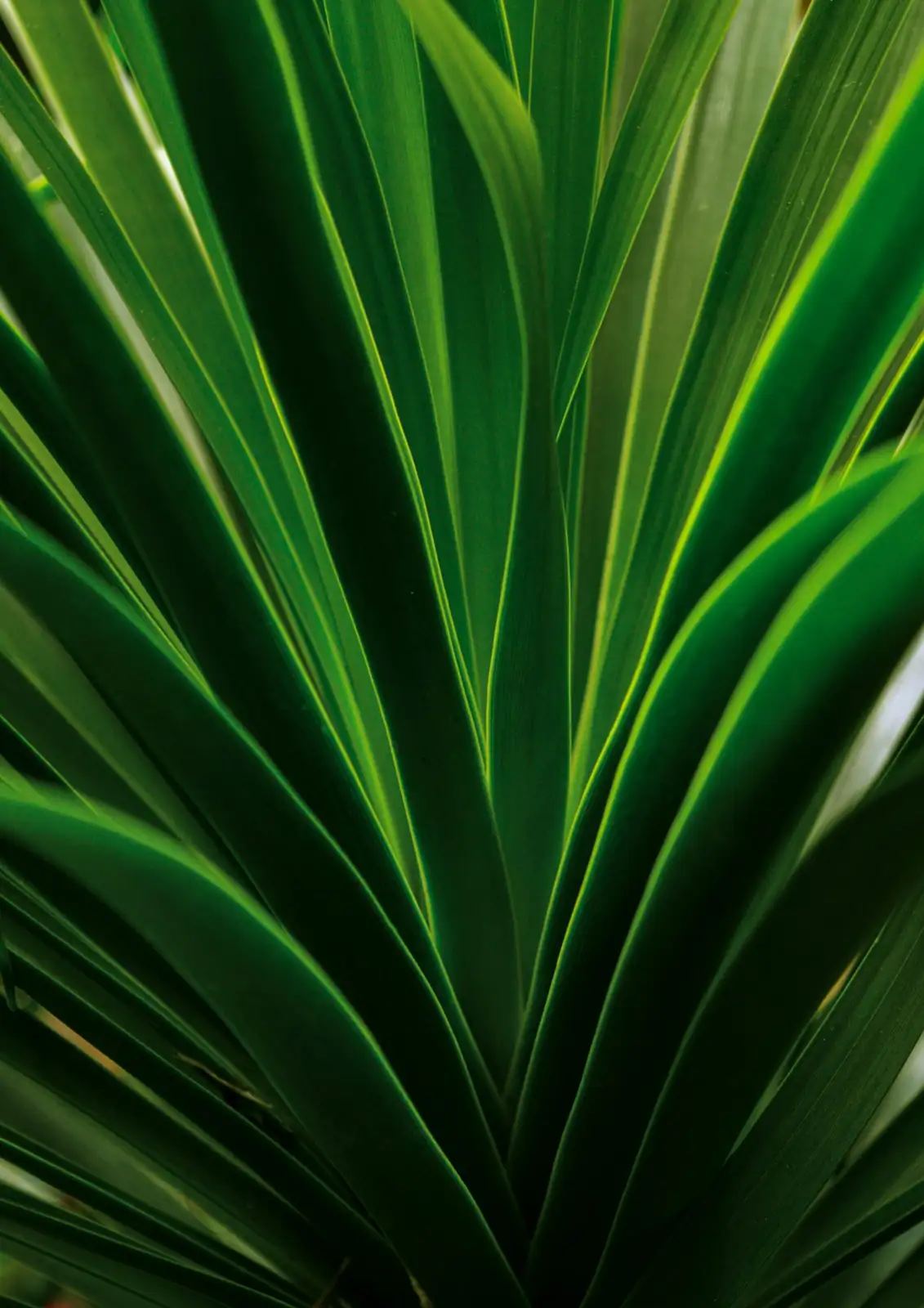 酒瓶兰 (Beaucarnea recurvata) — 更多视角