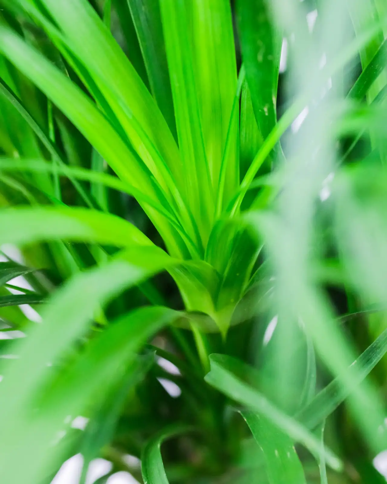 酒瓶兰 (Beaucarnea recurvata) — 更多视角