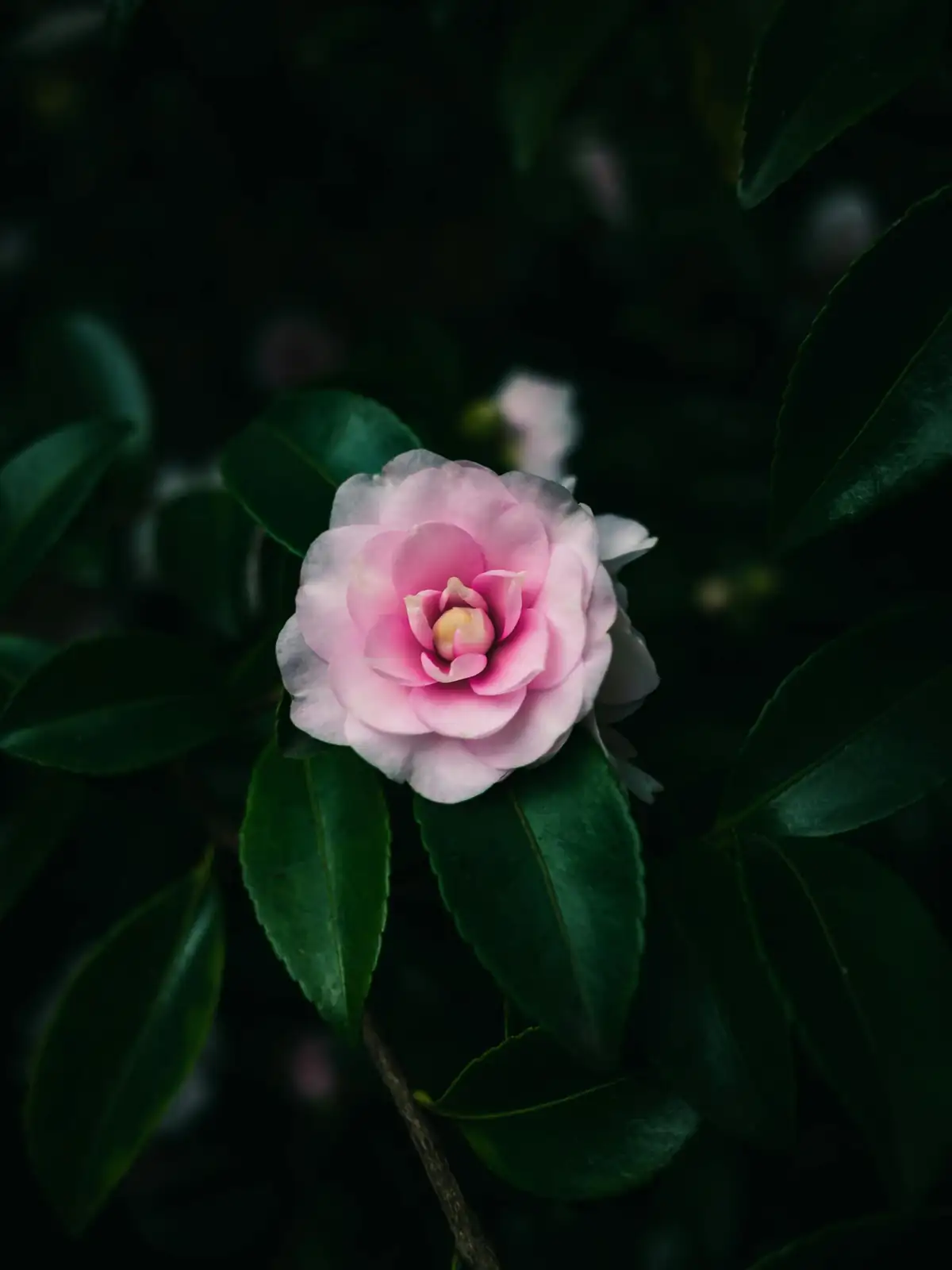 山茶花 (Camellia japonica) — 更多视角