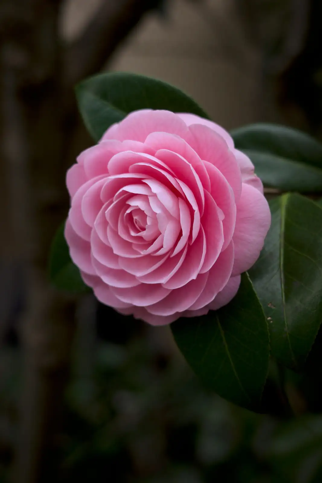 山茶花 (Camellia japonica) — 细节