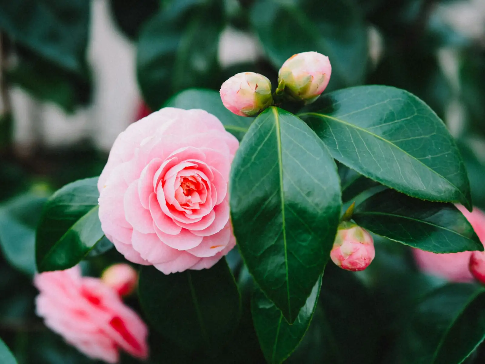 山茶花 (Camellia japonica) — 更多视角