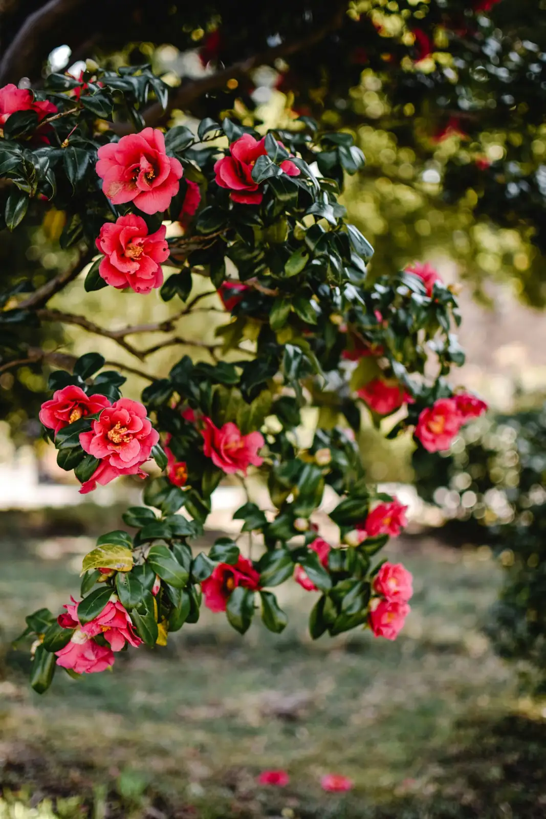 山茶花 (Camellia japonica) — 环境展示