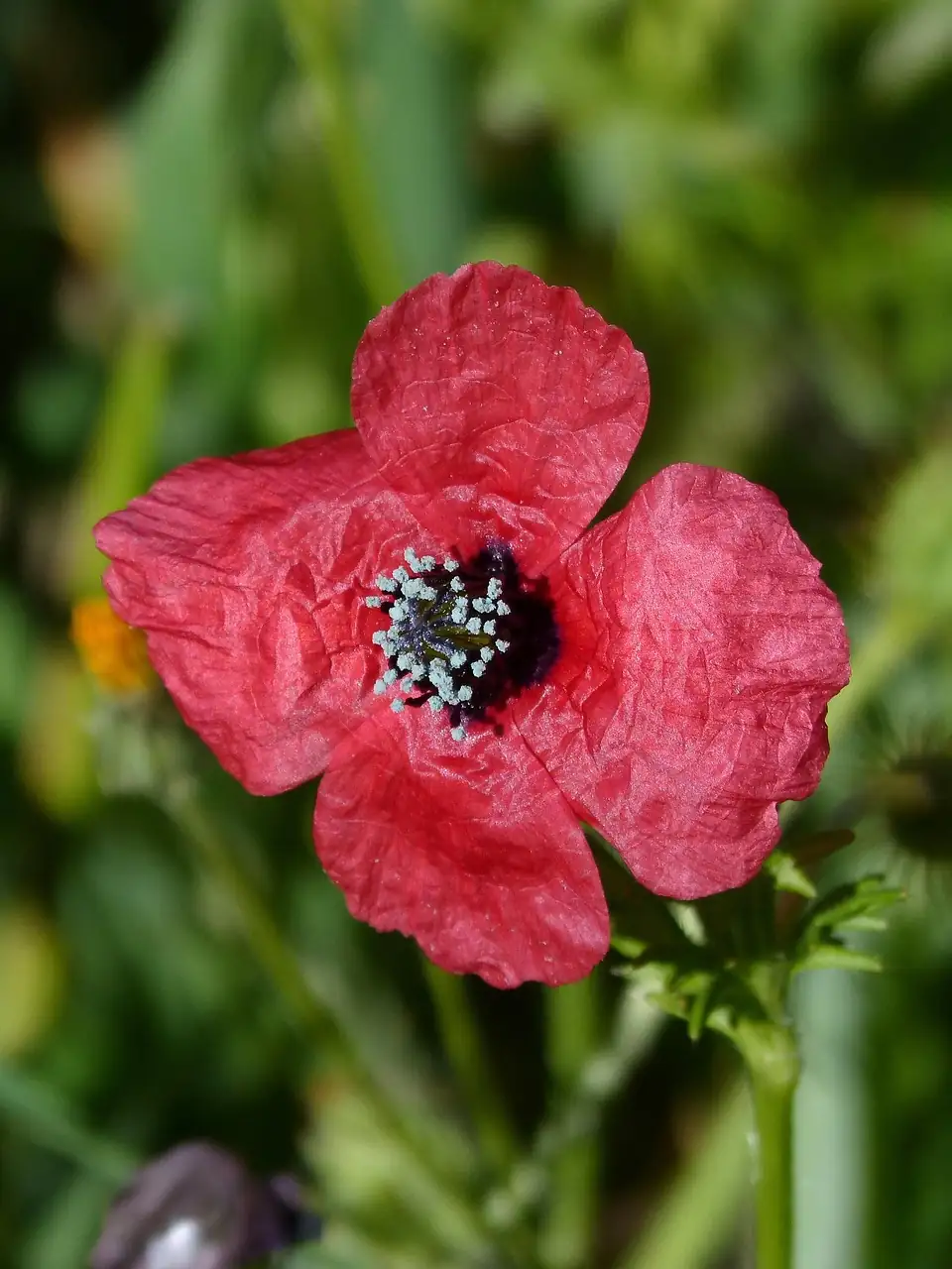 美丽苘麻 (Abutilon × hybridum) — 细节