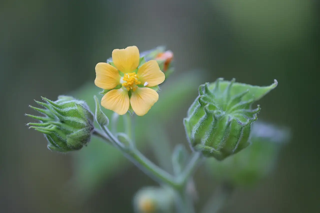 美丽苘麻 (Abutilon × hybridum) — 更多视角