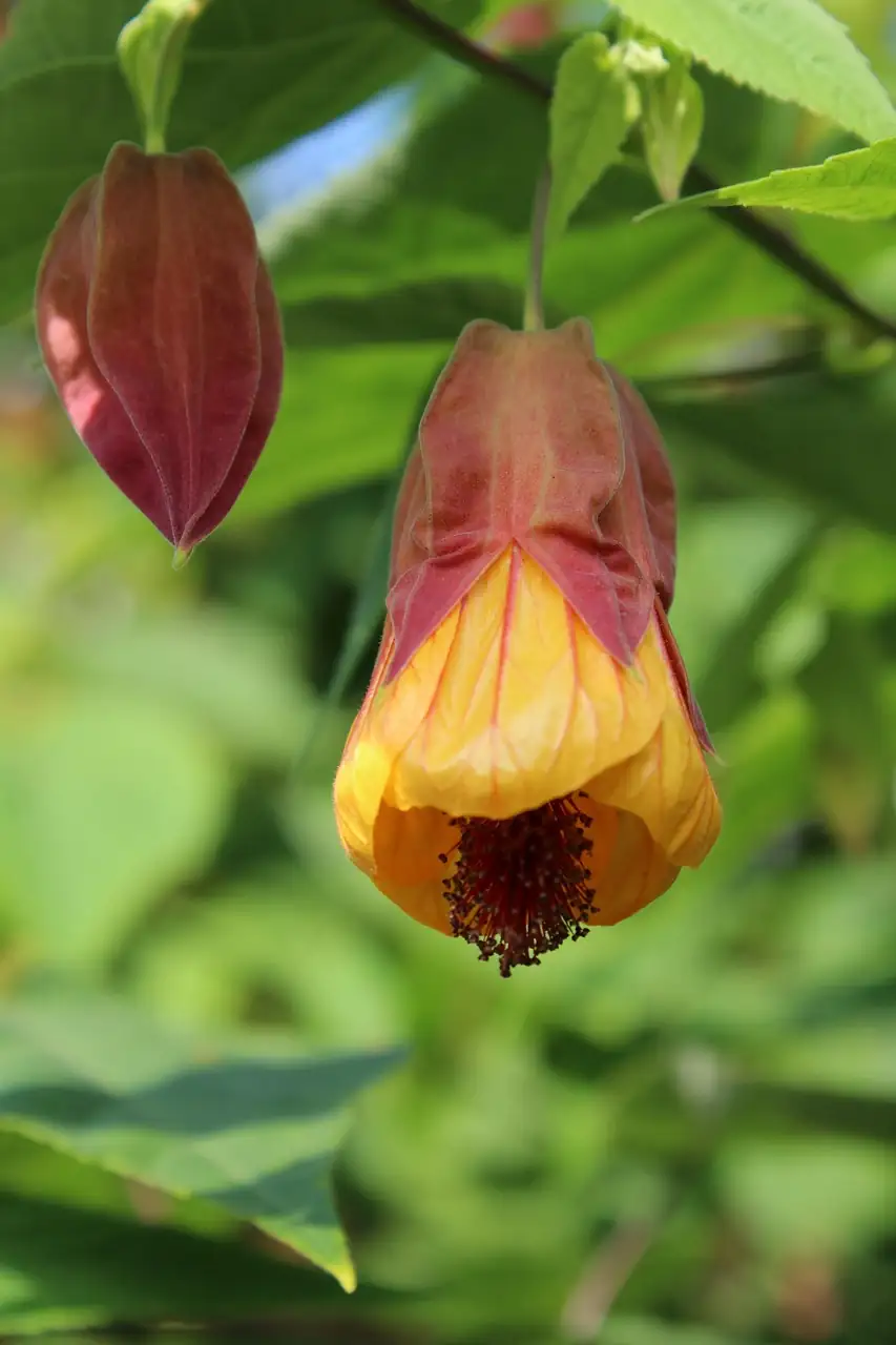 美丽苘麻 (Abutilon × hybridum) — 特写