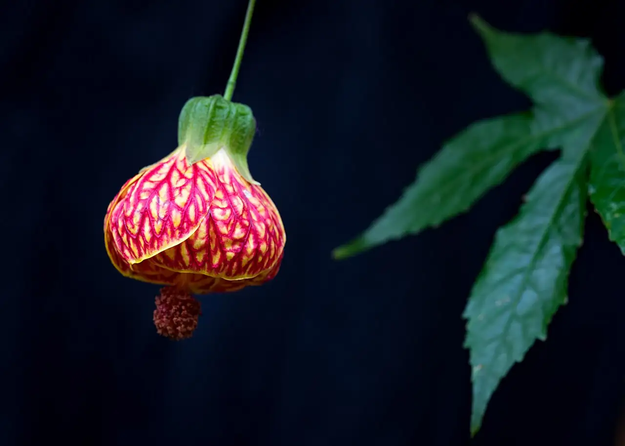 美丽苘麻 (Abutilon × hybridum) — 环境展示
