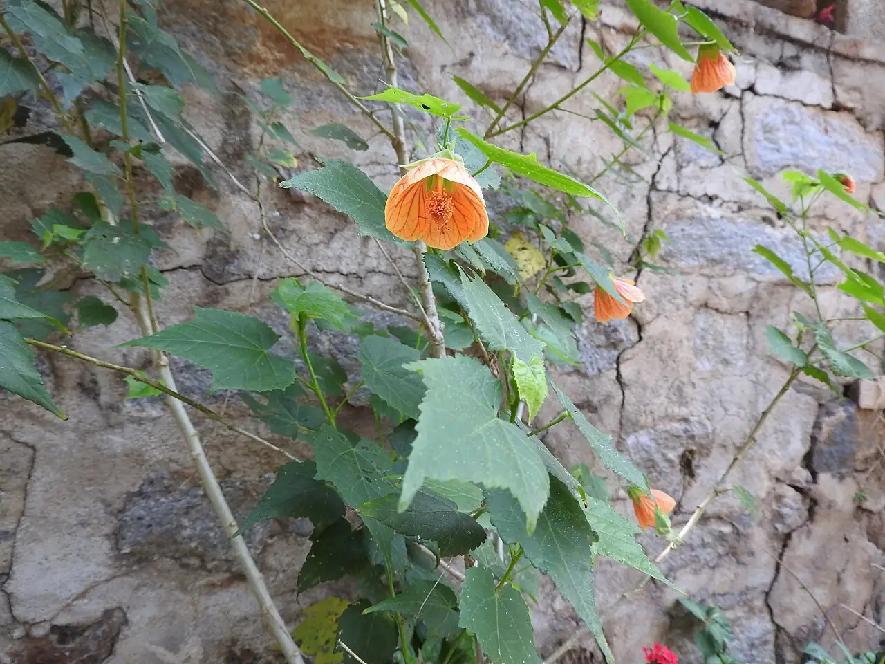 美丽苘麻 (Abutilon × hybridum) — 更多视角
