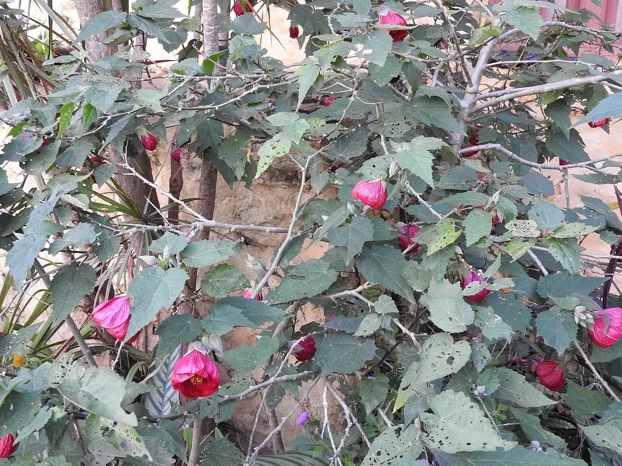 美丽苘麻 (Abutilon × hybridum) — 更多视角
