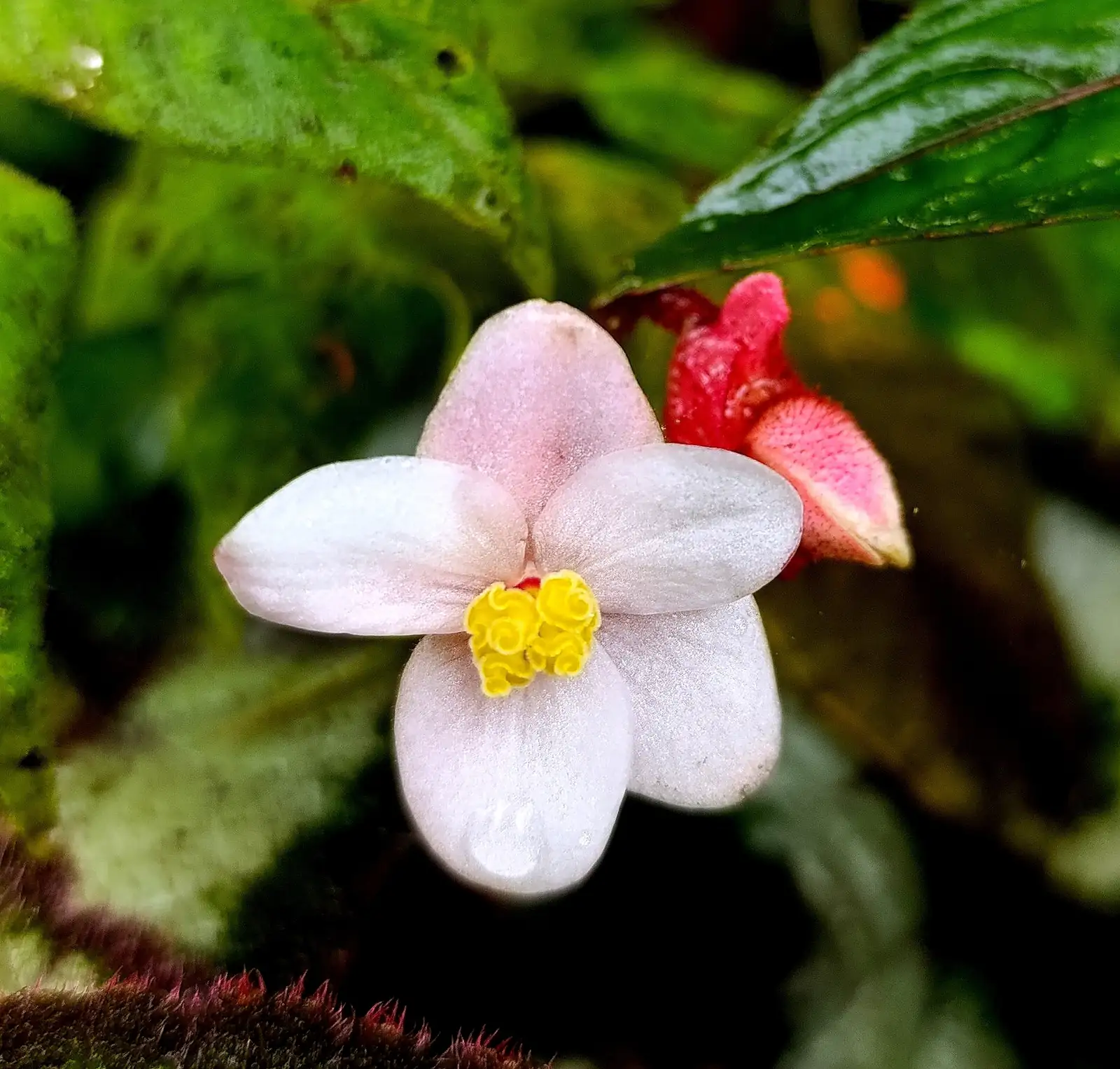 伦巴秋海棠 (Begonia rex-cultorum 'Rumba') — 特写