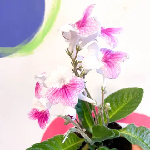 粉莱拉海角苣苔 (Streptocarpus 'Pink Leyla') — 细节