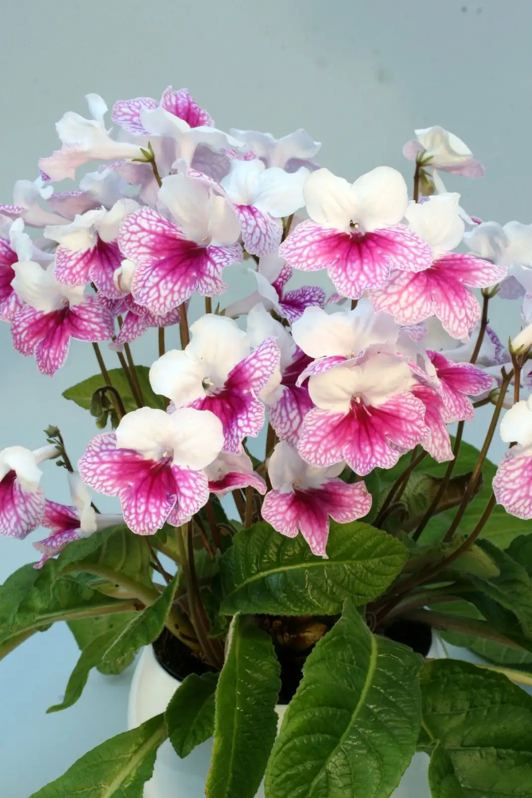 粉莱拉海角苣苔 (Streptocarpus 'Pink Leyla') — 特写