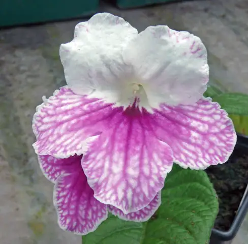 粉莱拉海角苣苔 (Streptocarpus 'Pink Leyla') — 环境展示