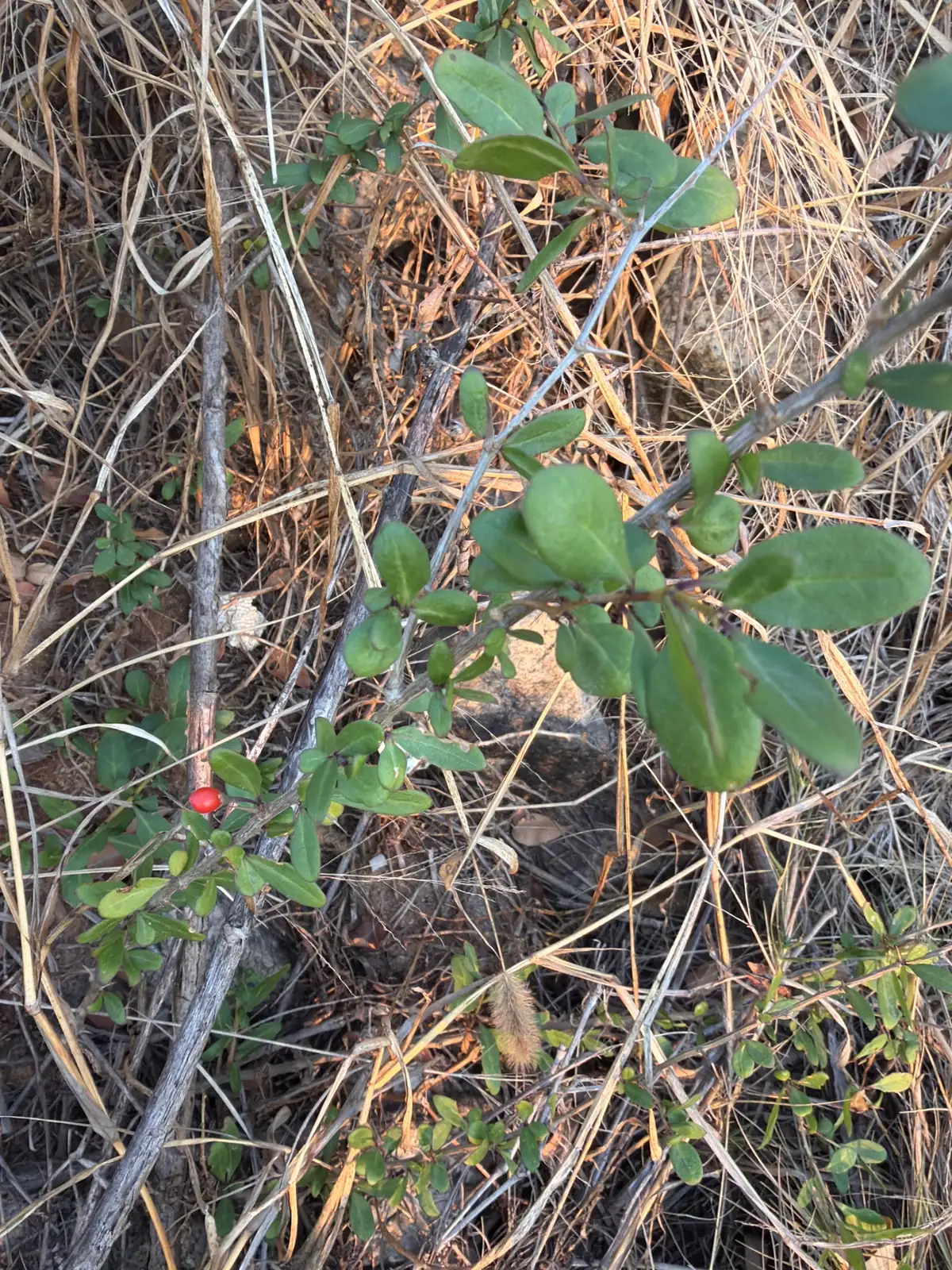 枸杞 (Lycium chinense) — 更多视角
