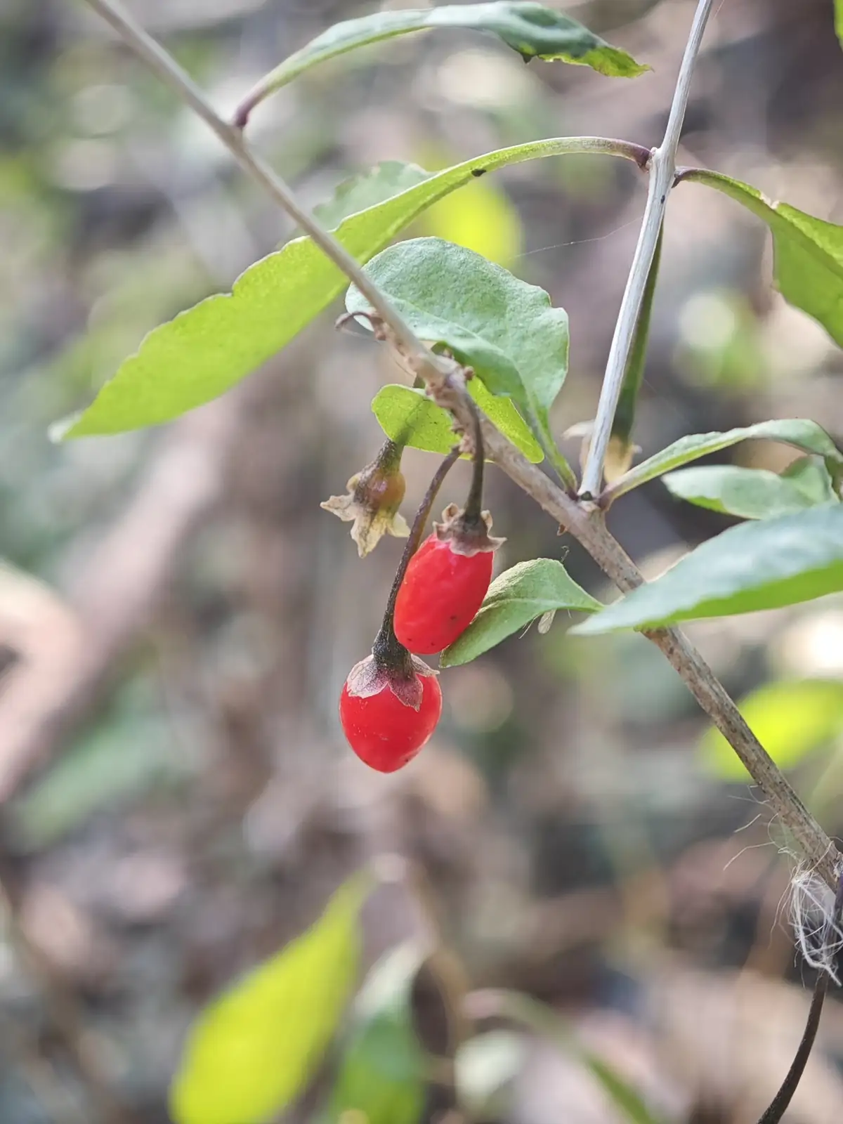 枸杞 (Lycium chinense) — 特写
