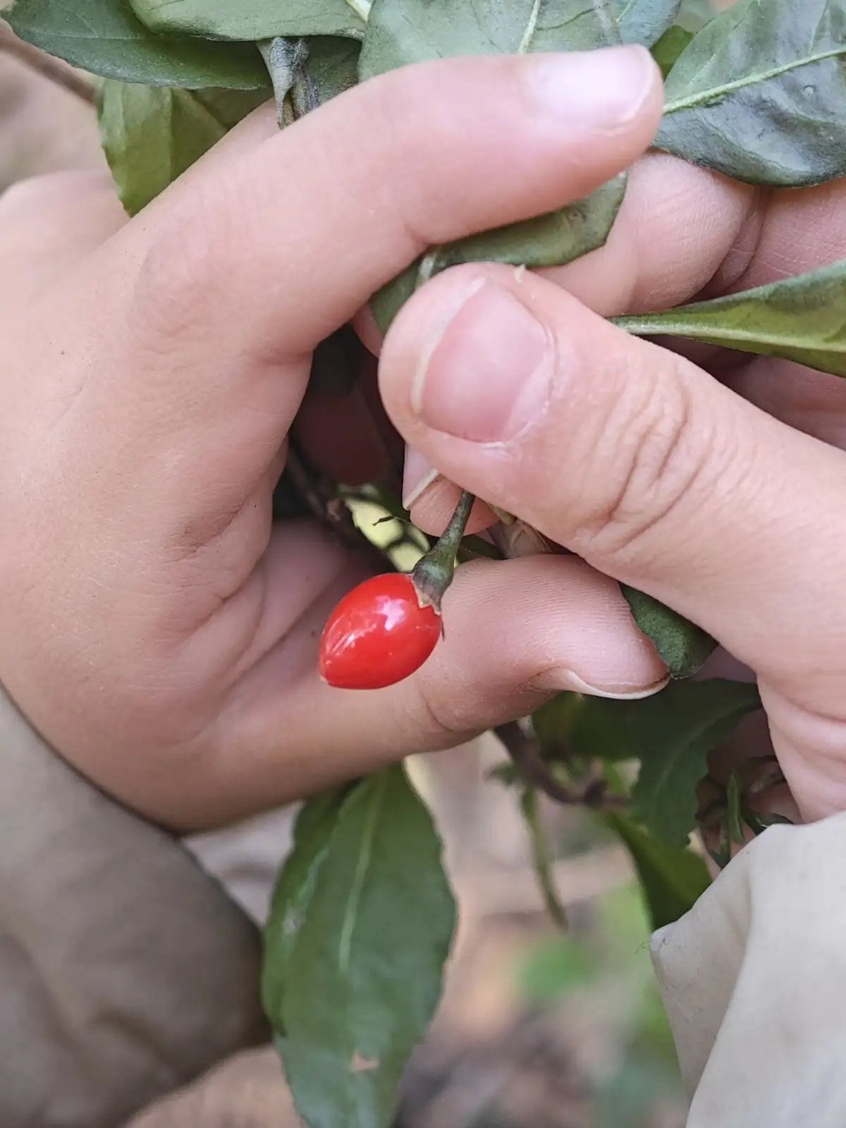 枸杞 (Lycium chinense) — 环境展示