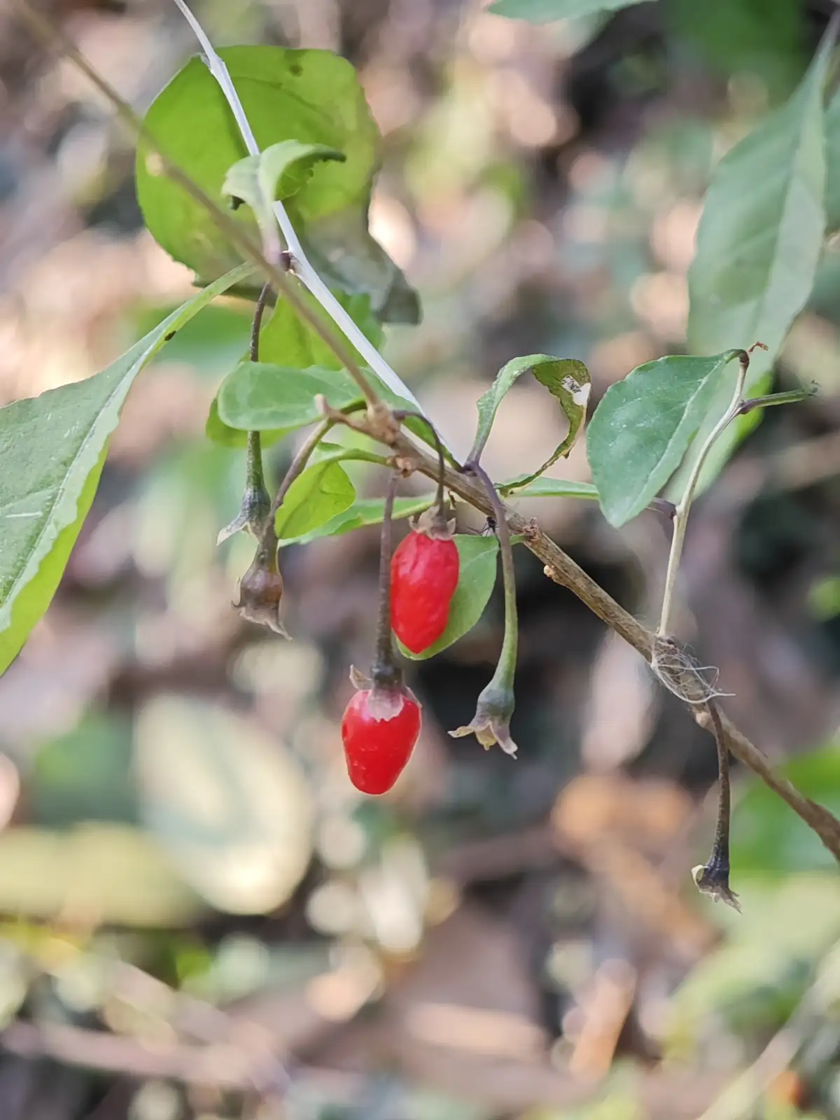 枸杞 (Lycium chinense) — 更多视角