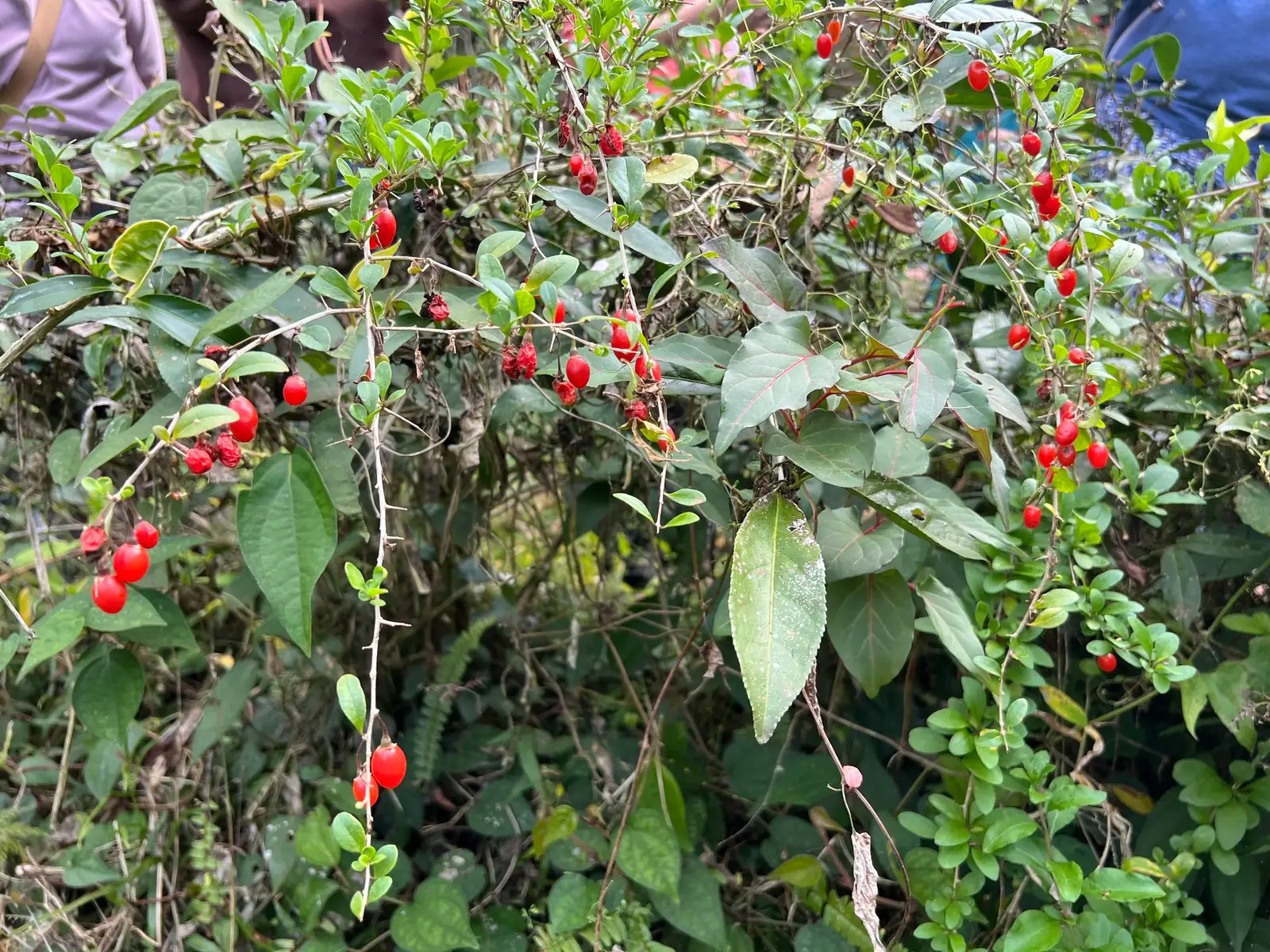 枸杞 (Lycium chinense) — 细节