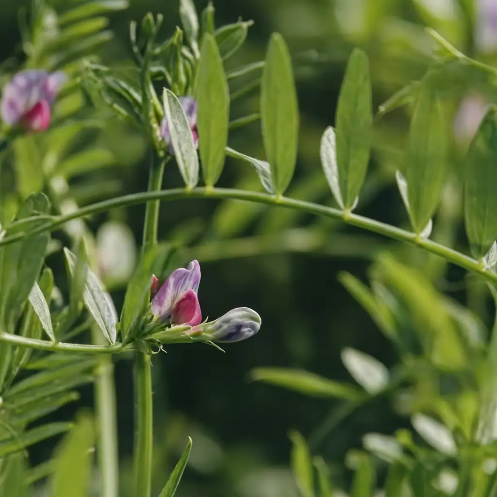 小巢菜 (Vicia hirsuta) — 主图