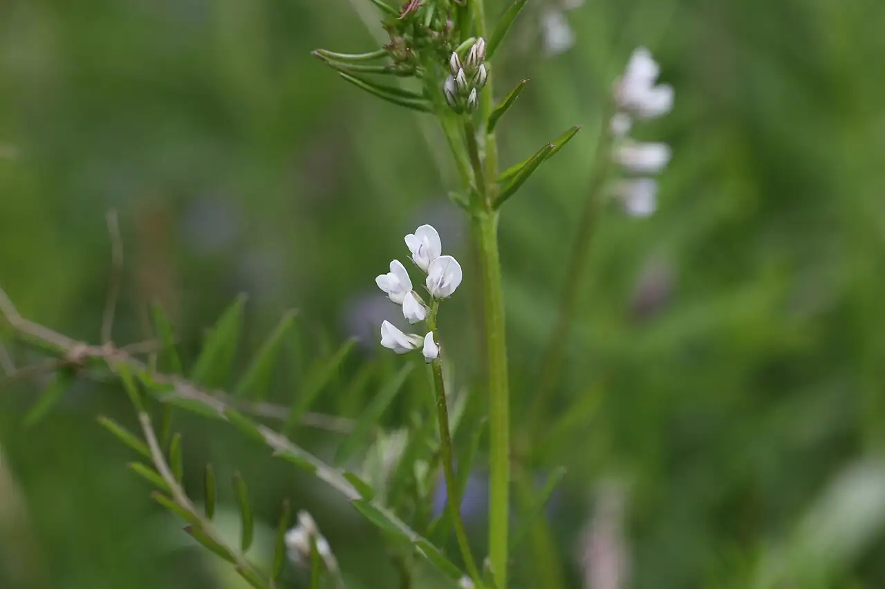 小巢菜 (Vicia hirsuta) — 特写