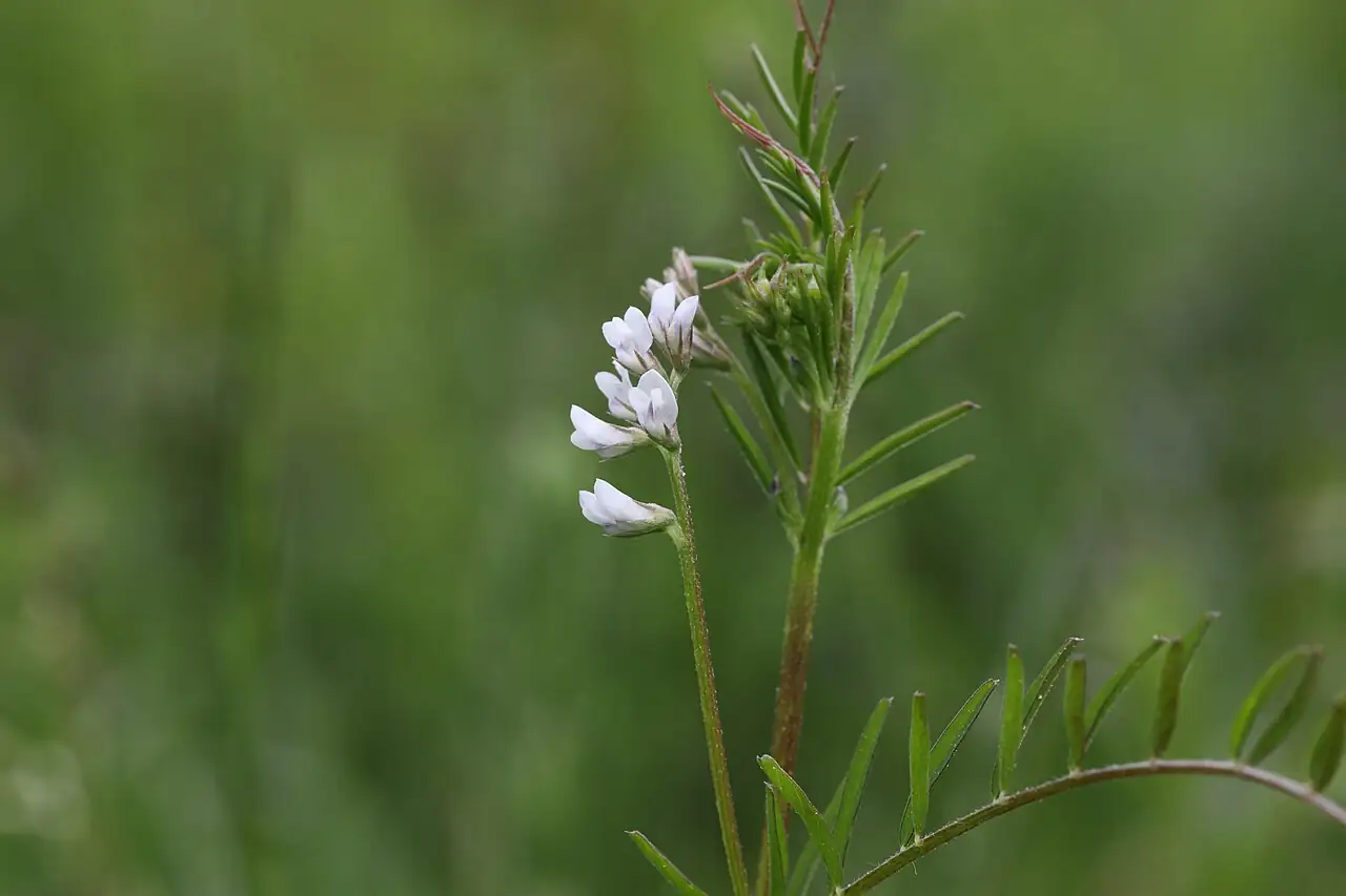 小巢菜 (Vicia hirsuta) — 环境展示