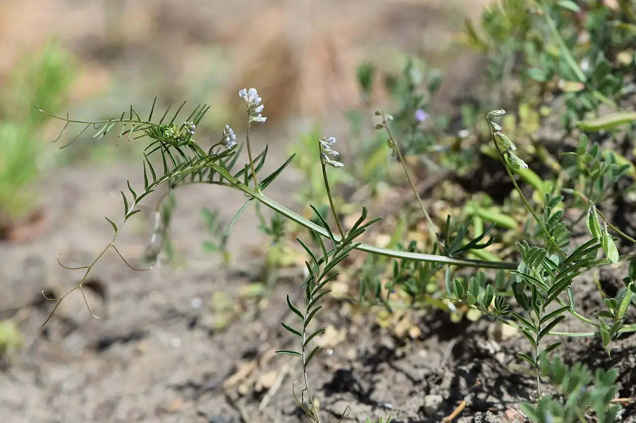 小巢菜 (Vicia hirsuta) — 更多视角