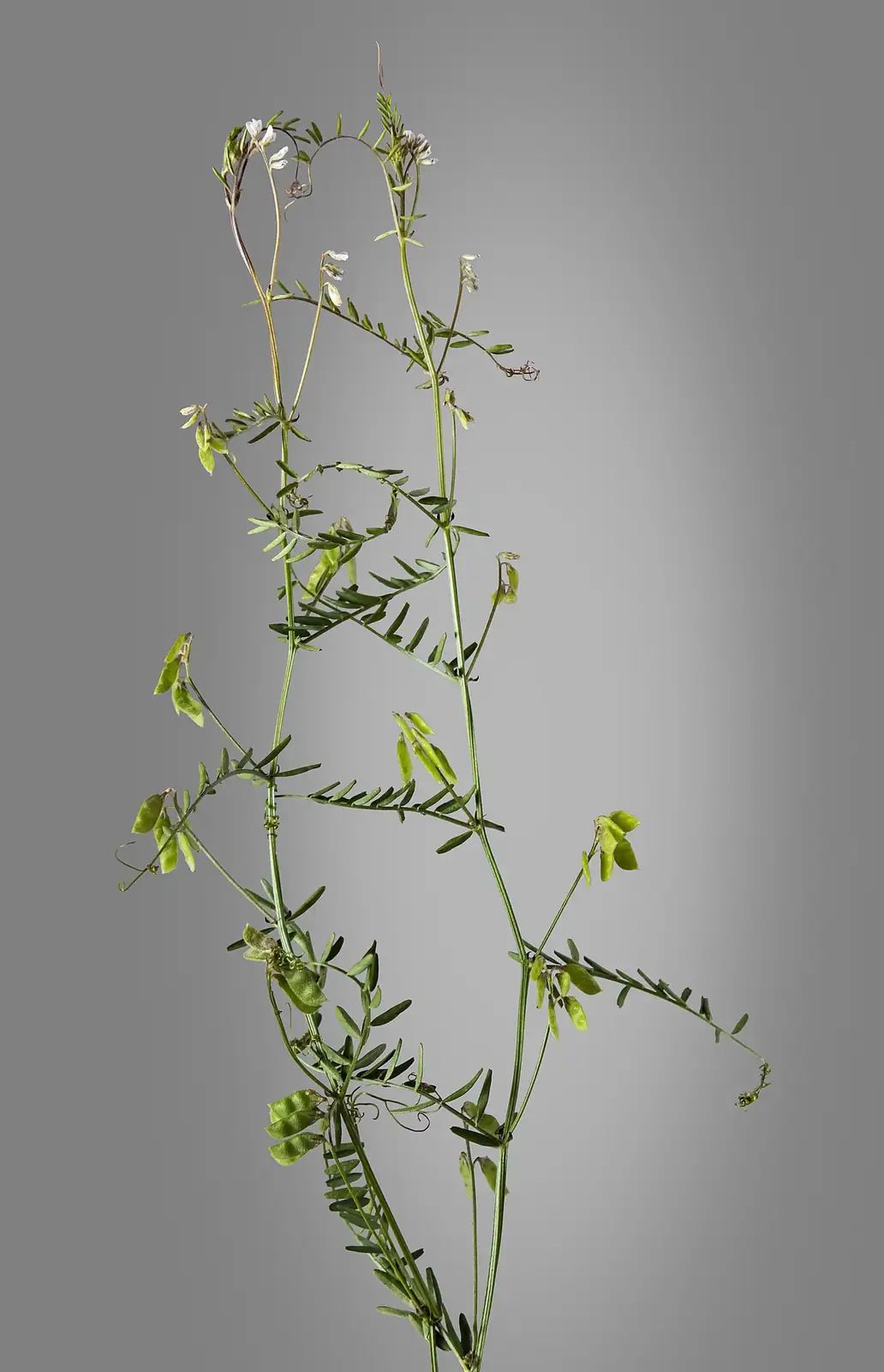 小巢菜 (Vicia hirsuta) — 更多视角