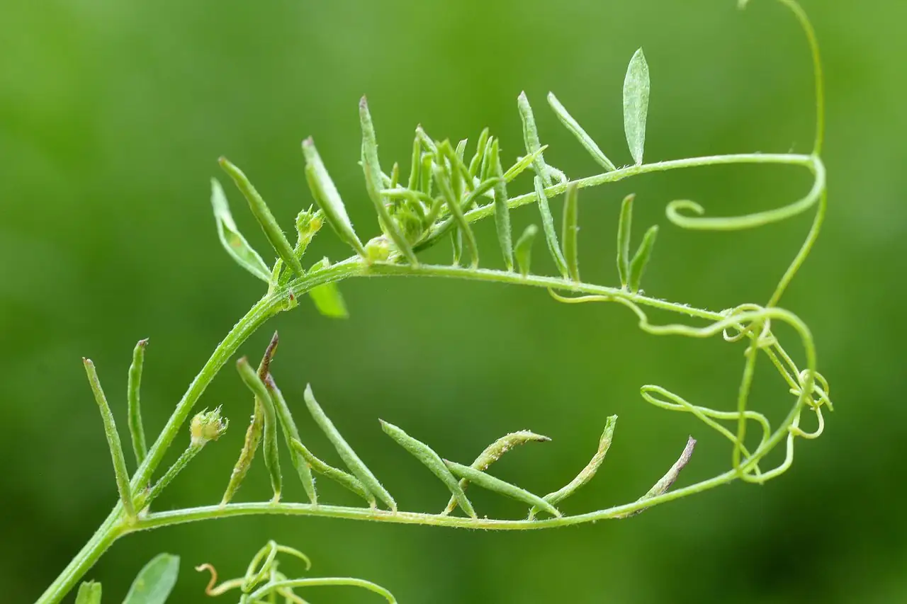 小巢菜 (Vicia hirsuta) — 更多视角
