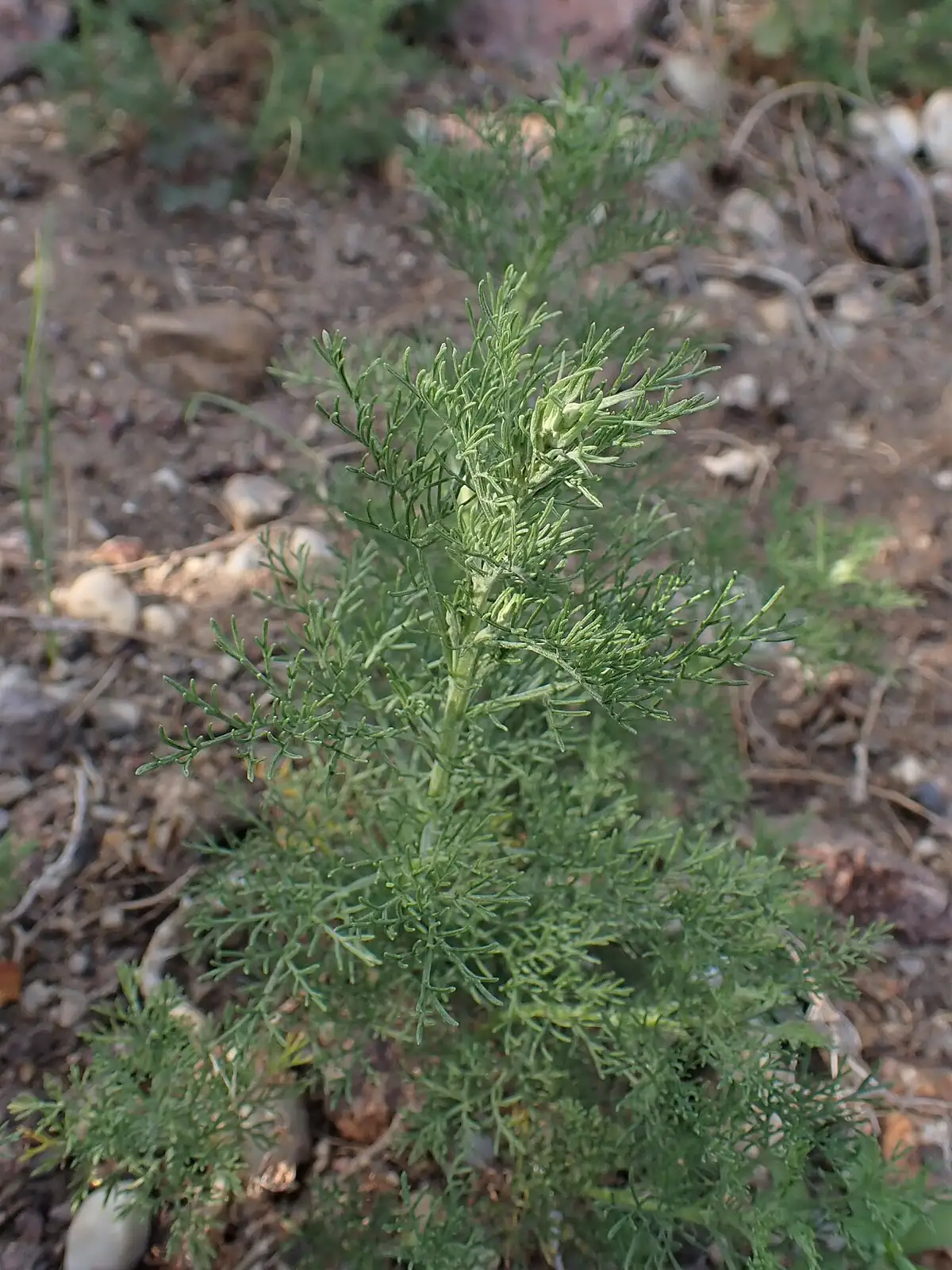 蒙古蒿 (Artemisia mongolica) — 特写