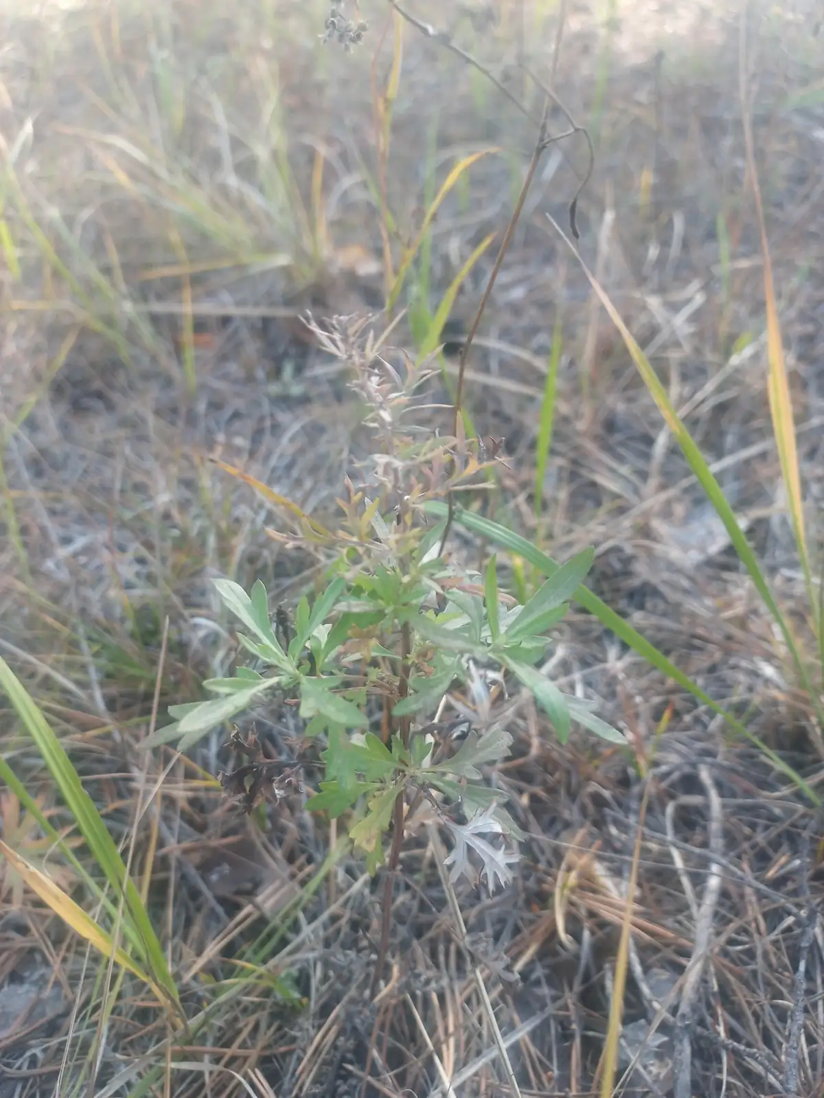 蒙古蒿 (Artemisia mongolica) — 环境展示