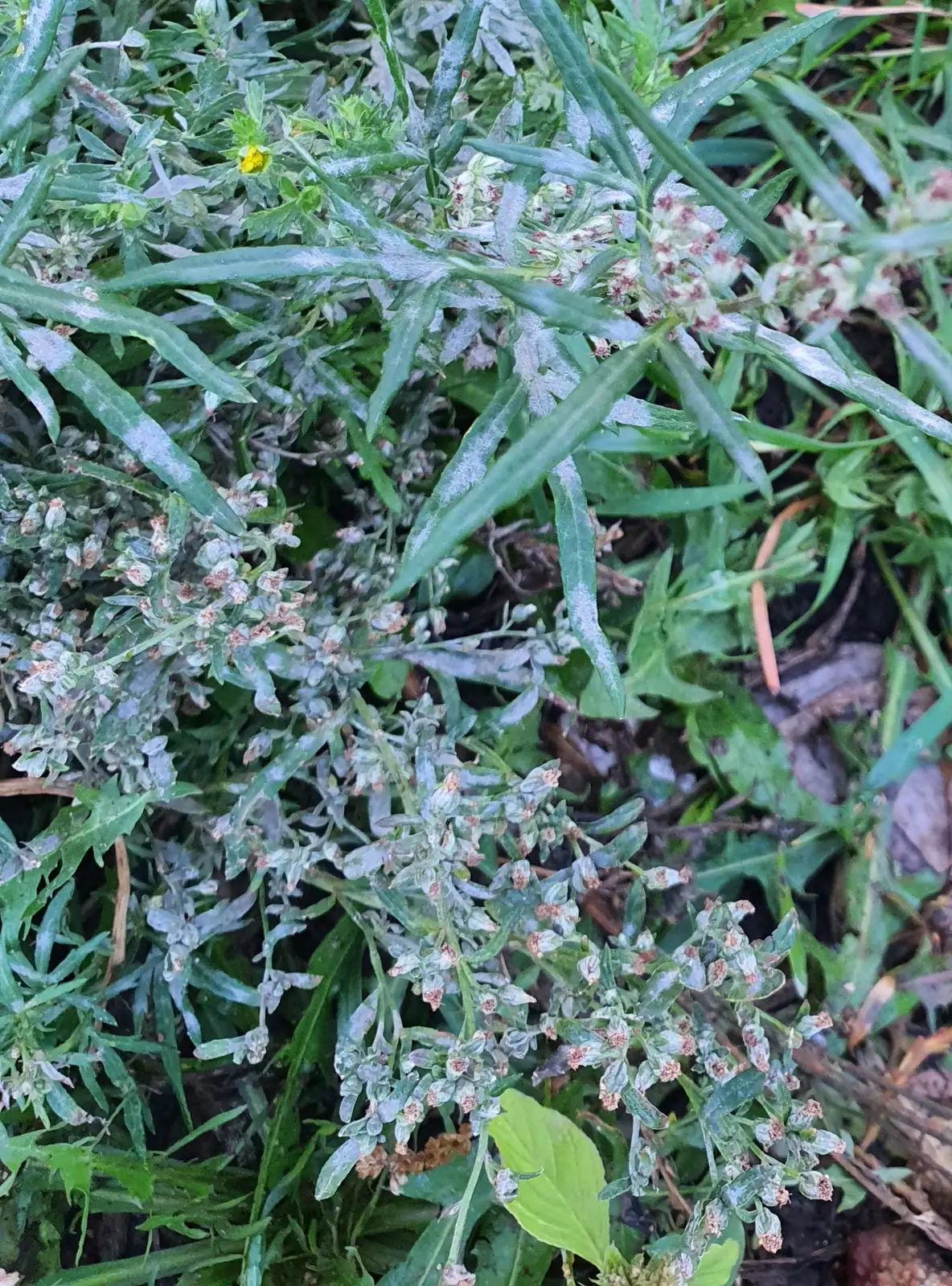蒙古蒿 (Artemisia mongolica) — 更多视角