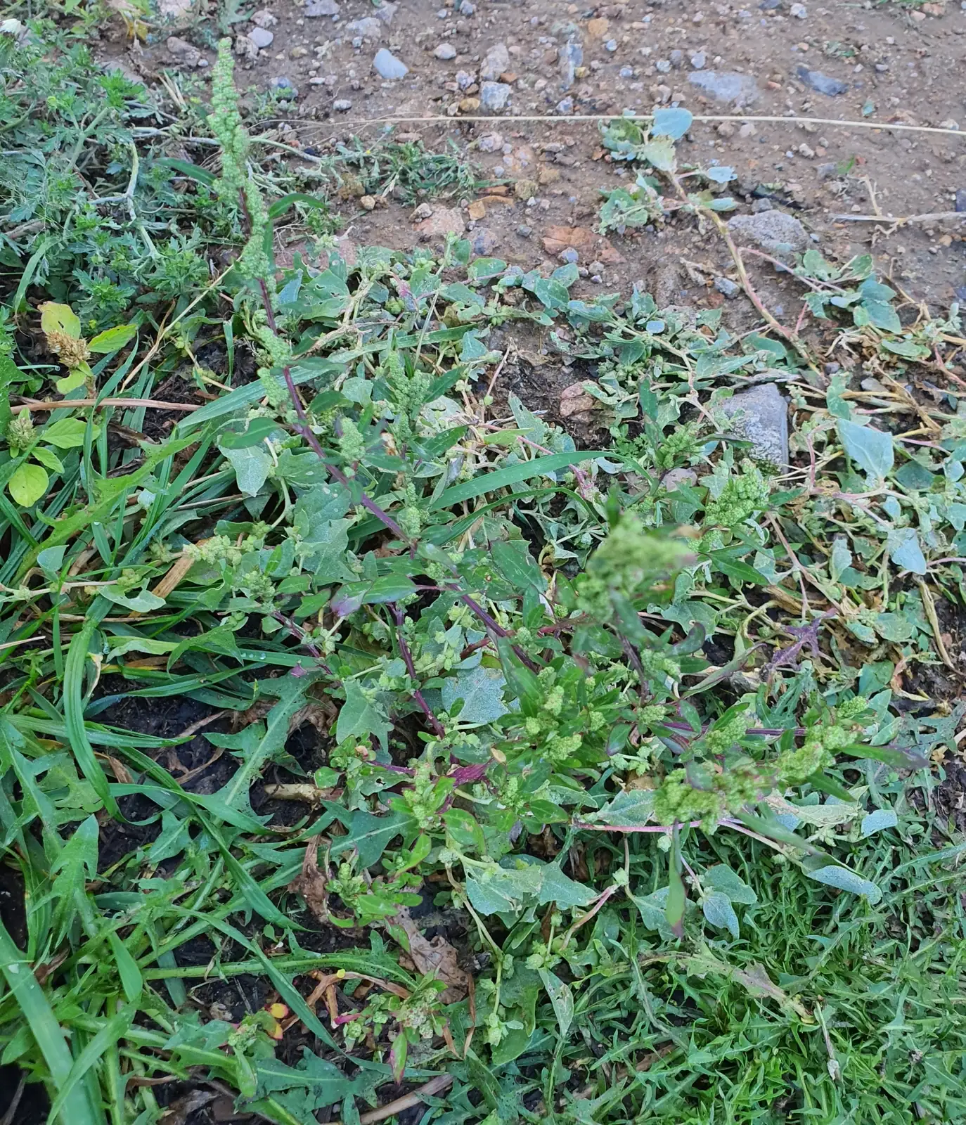 蒙古蒿 (Artemisia mongolica) — 更多视角