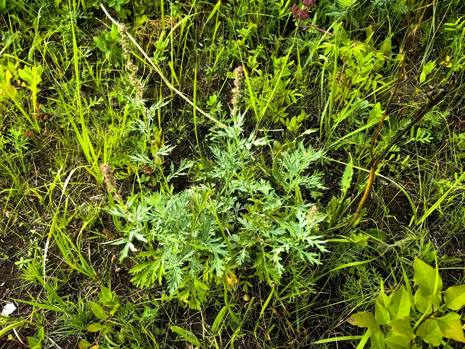 蒙古蒿 (Artemisia mongolica) — 更多视角