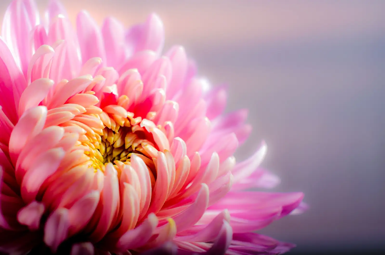 菊花 (Chrysanthemum × morifolium) — 主图