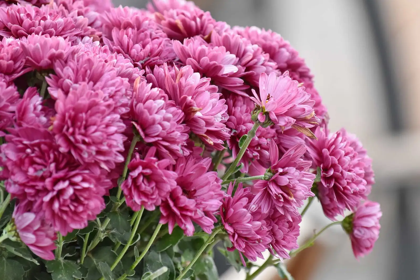菊花 (Chrysanthemum × morifolium) — 细节