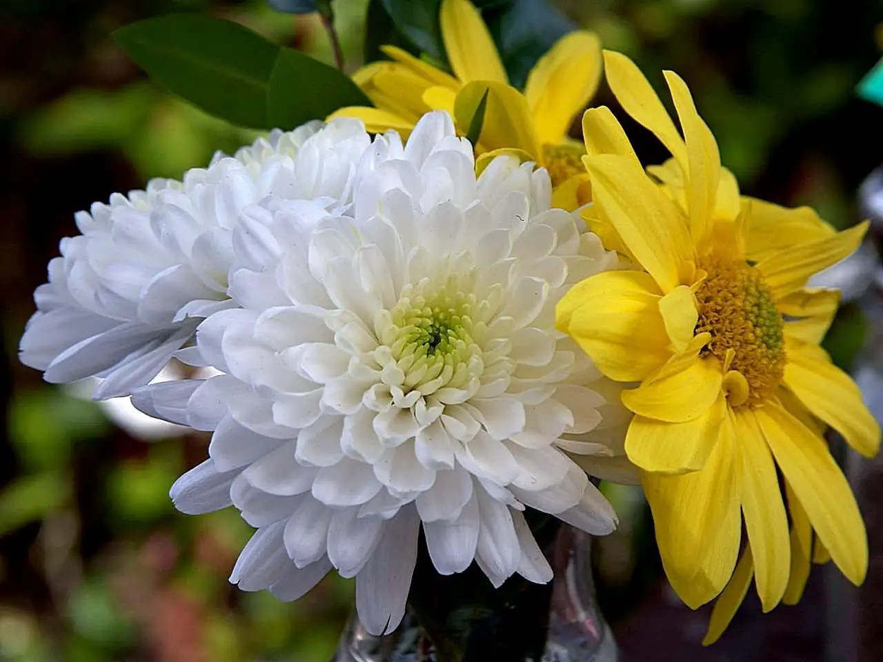 菊花 (Chrysanthemum × morifolium) — 特写