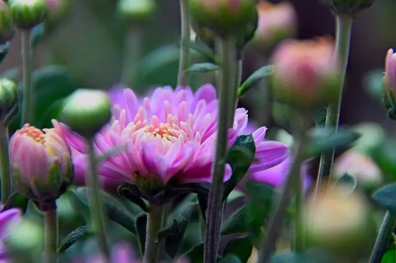 菊花 (Chrysanthemum × morifolium) — 环境展示