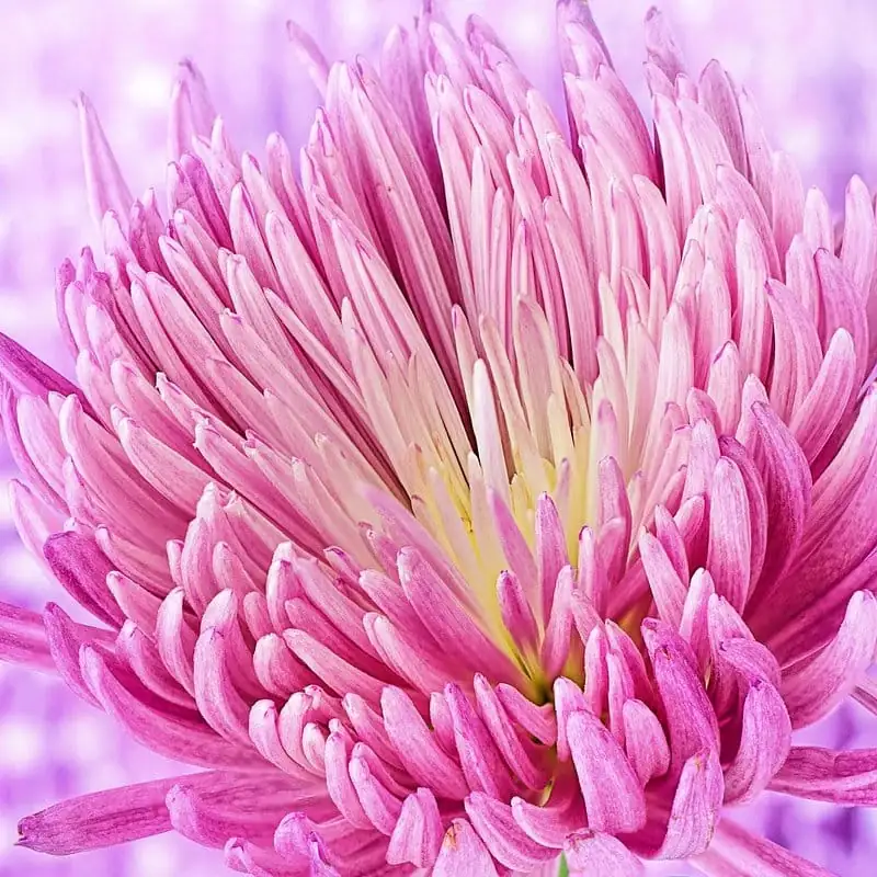 菊花 (Chrysanthemum × morifolium) — 更多视角