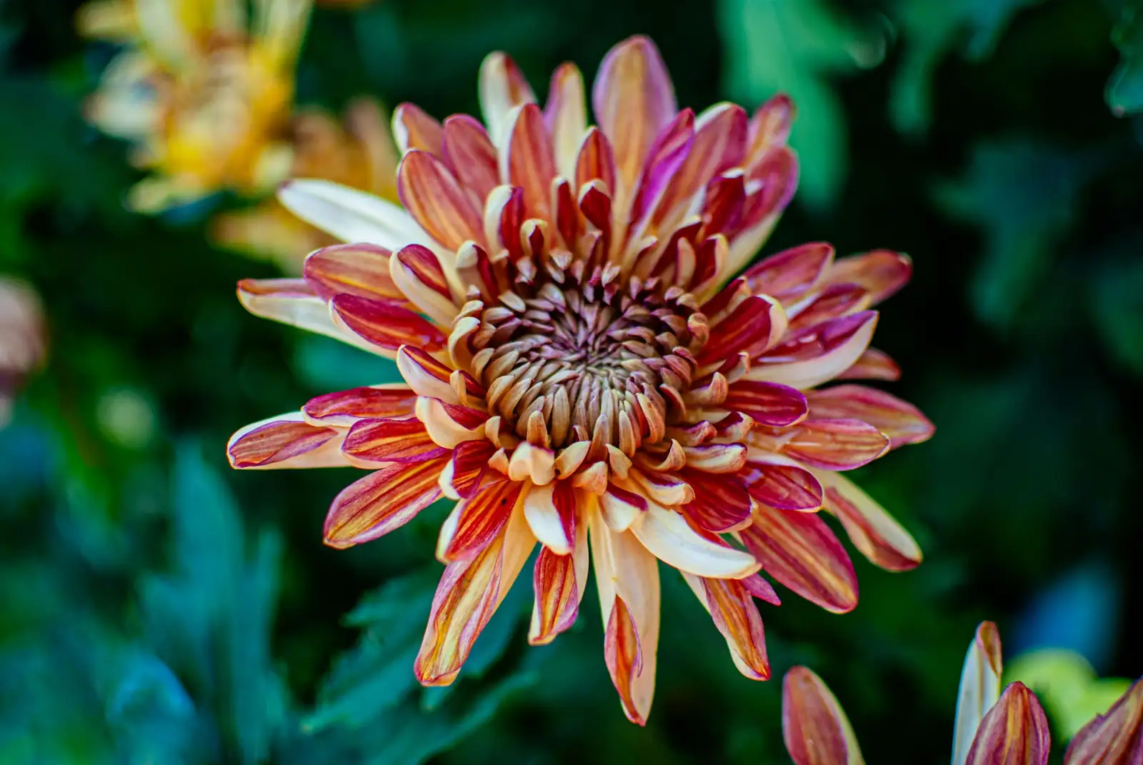 菊花 (Chrysanthemum × morifolium) — 更多视角