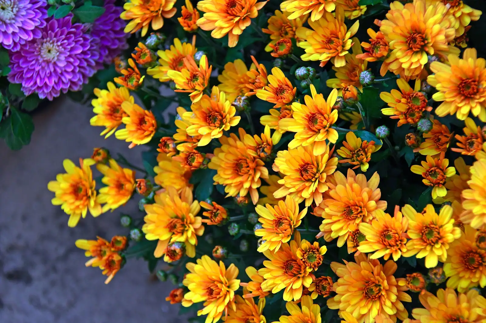 菊花 (Chrysanthemum × morifolium) — 更多视角