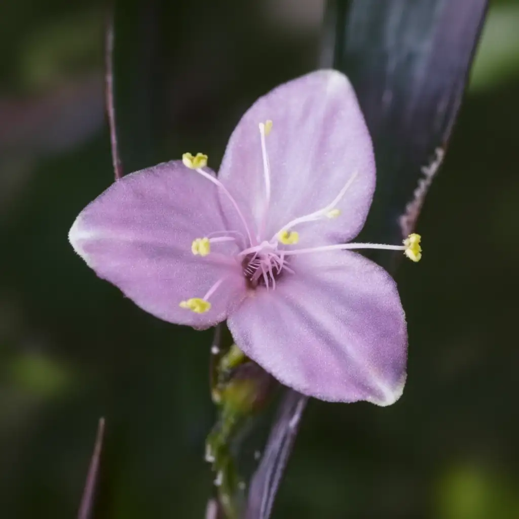 紫鸭跖草 (Tradescantia pallida) — 主图