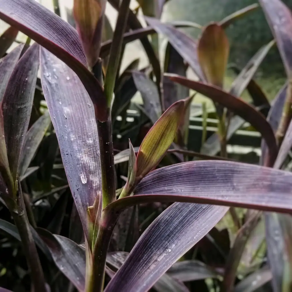 紫鸭跖草 (Tradescantia pallida) — 特写