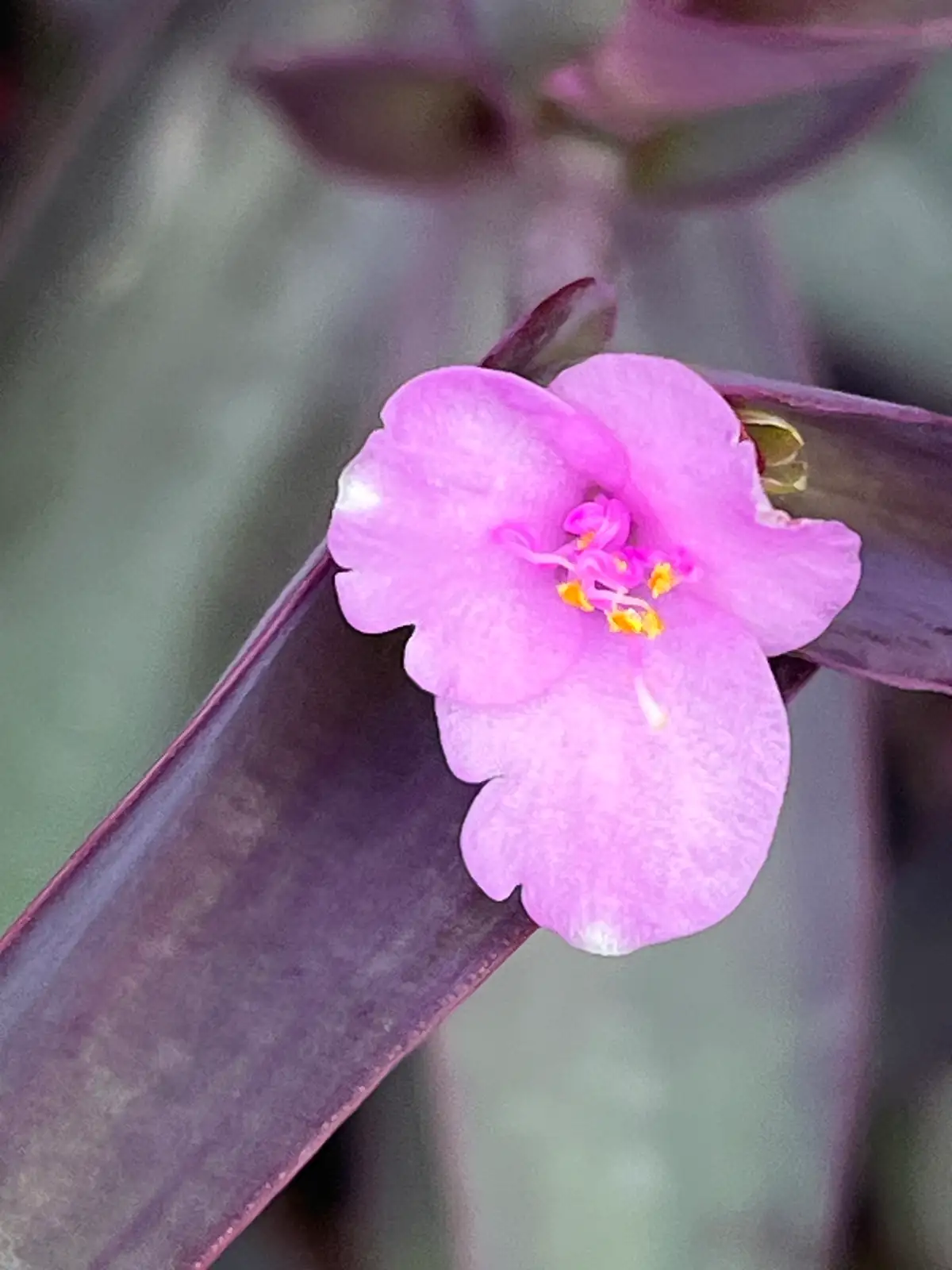 紫鸭跖草 (Tradescantia pallida) — 细节