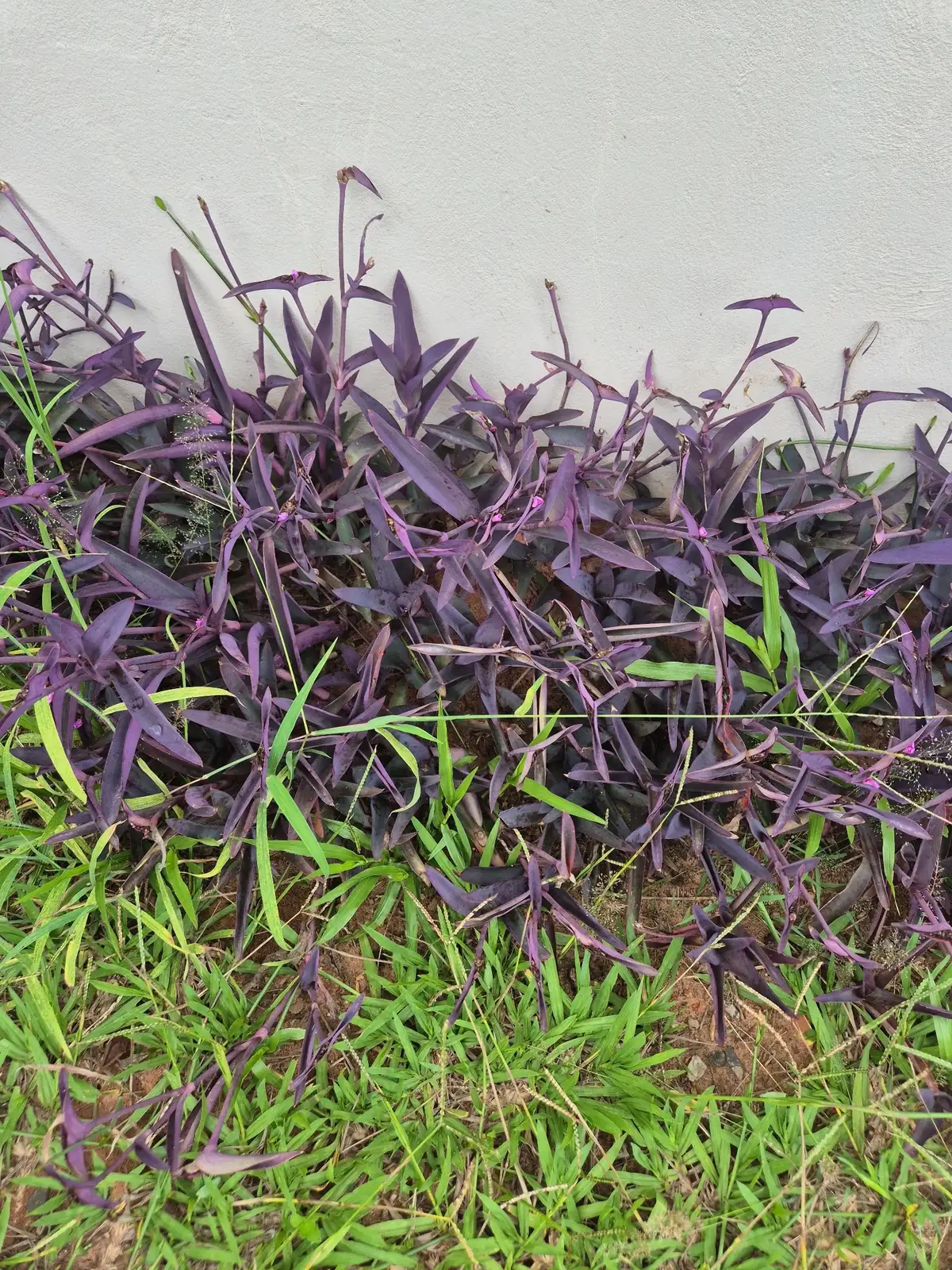 紫鸭跖草 (Tradescantia pallida) — 环境展示