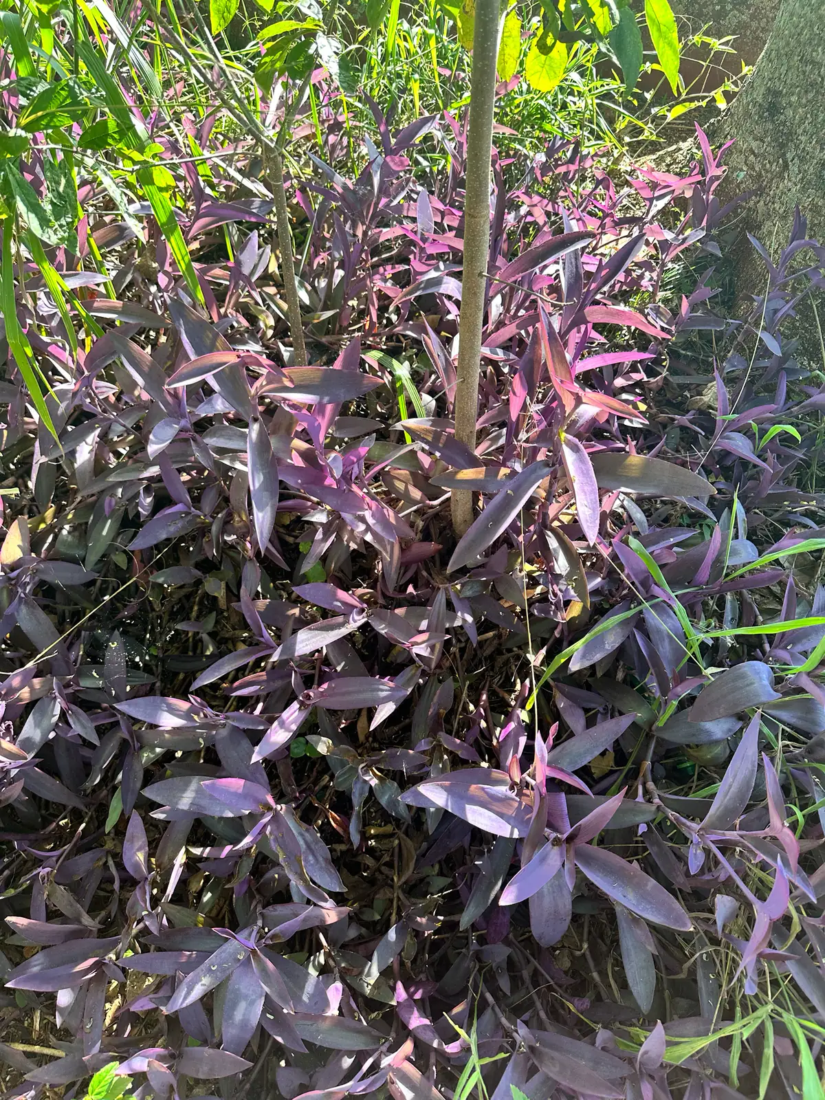 紫鸭跖草 (Tradescantia pallida) — 更多视角