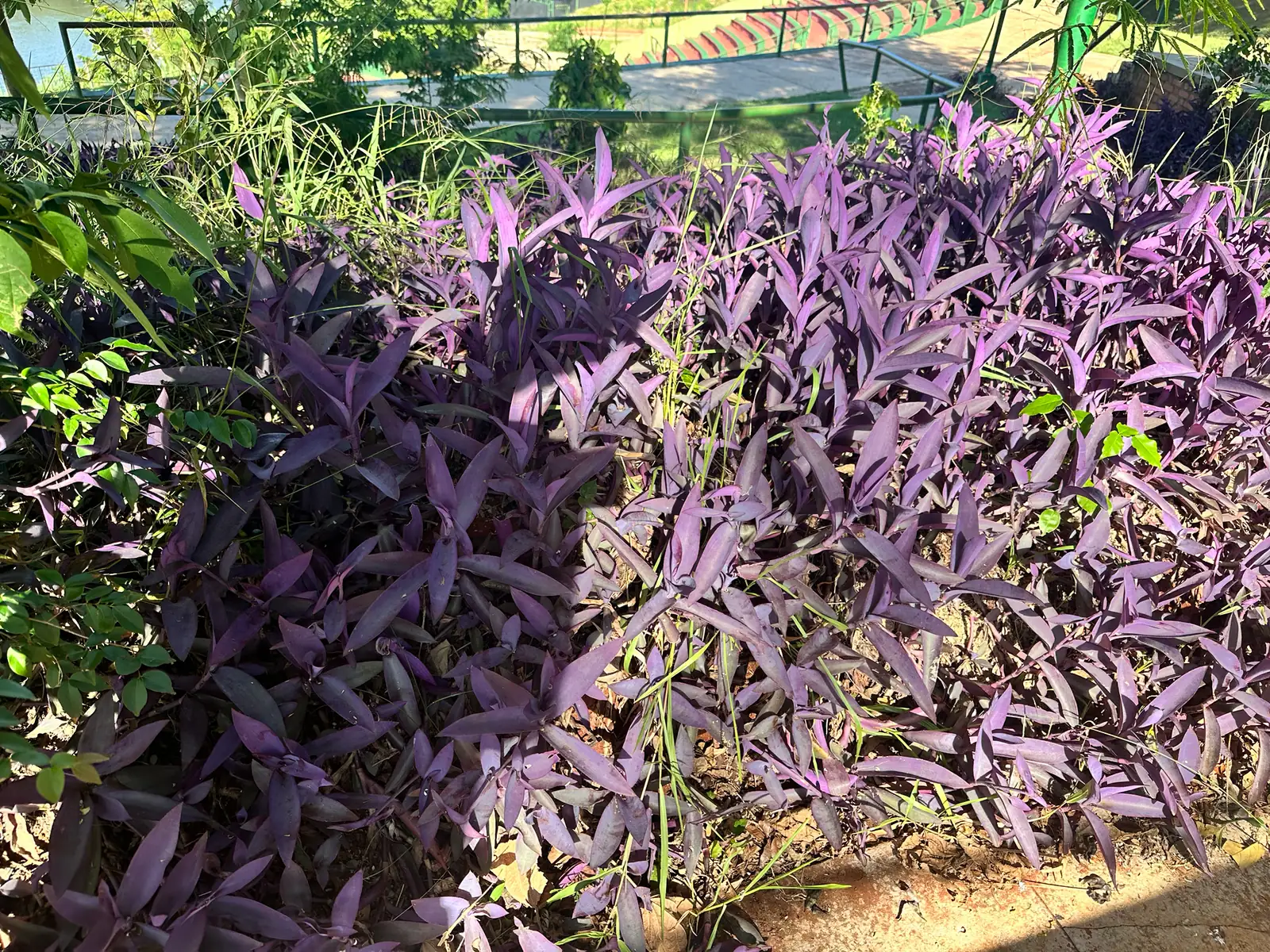 紫鸭跖草 (Tradescantia pallida) — 更多视角