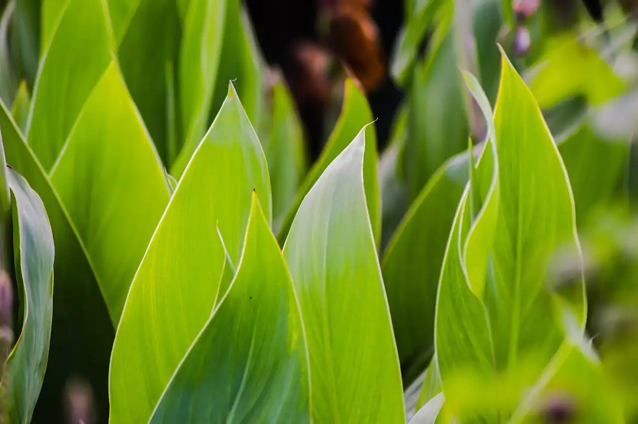 美人蕉 (Canna indica) — 更多视角
